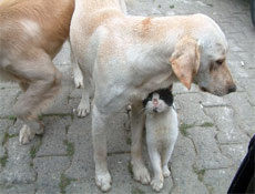 Tarihi düşmanlar şimdi sıkı dost