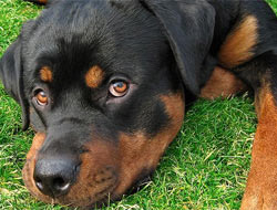 Sokak köpekleri için ilginç eylem